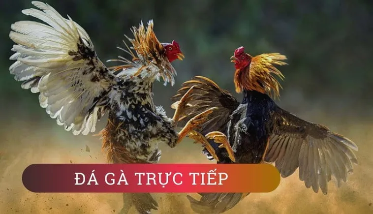 Hướng Dẫn Cách Chơi Đá Gà WS168 Tại ABC8 Để Bet Thủ Thắng Lớn
