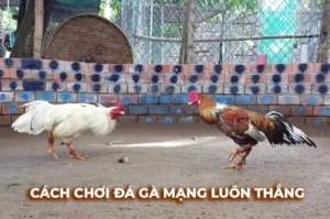 Bí Quyết Cách Chơi Đá Gà Sabong Tại ABC8 Dễ Thắng Cho Newbie
