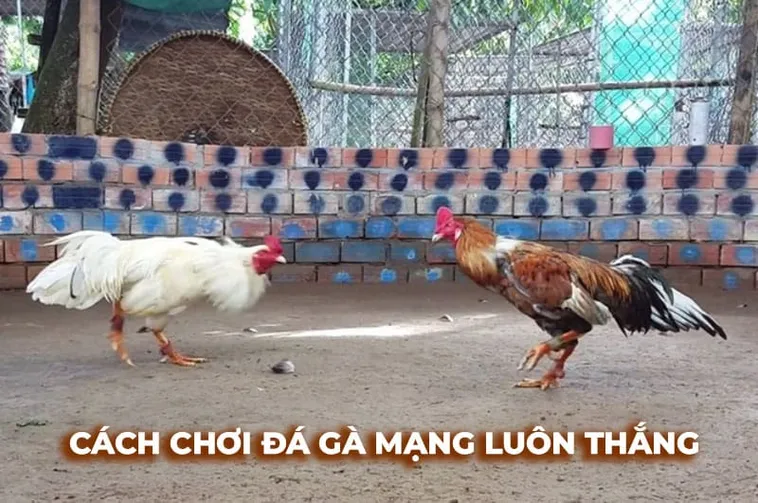 Bí Quyết Cách Chơi Đá Gà Sabong Tại ABC8 Dễ Thắng Cho Newbie